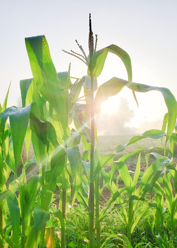 corn stalks growing in the morning sun
