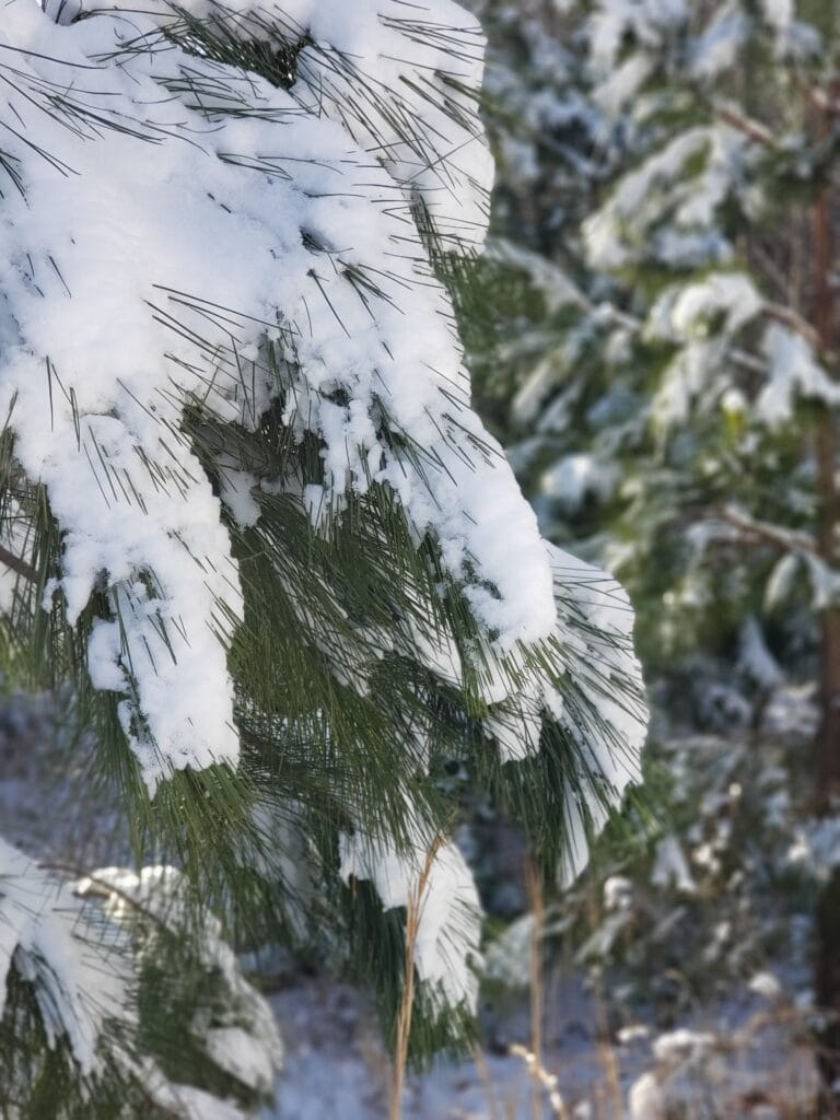 evergreen tree branches draped in snow, winter, winter homemaking